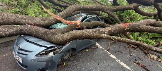 Heavy rains cause fallen trees to crush on cars around airport