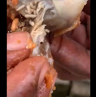 (Video) Man discovers maggots in street food