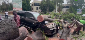 (Video) Heavy rain triggers tree collapse, leaves one critically injured