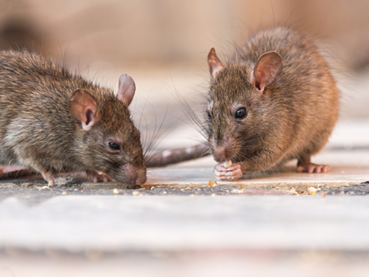 Rats Become High From Eating Siezed Wee at Police Station