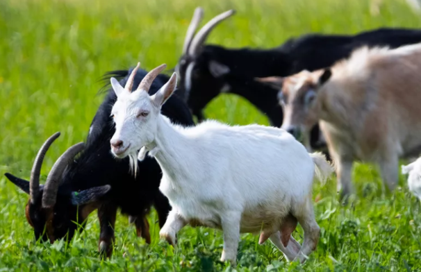 Chief demands 48 goats as atonement for deceased community members