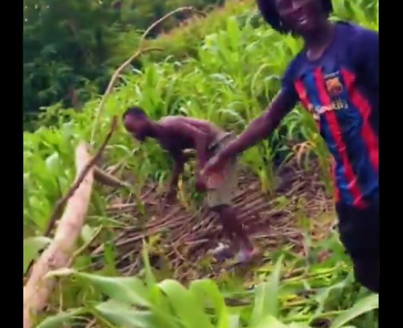 (Video) Galamseyers destroy maize farm in search of gold