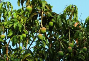 70-year-old retired pastor found hanging from mango tree