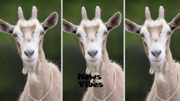 JHS Student Jailed for Stealing Goat to Fund Education