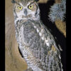 Christians Blame Owl for Misfortunes, Kill It in Shocking Act of Animal Cruelty