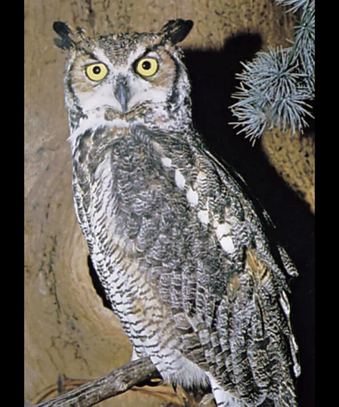 Christians Blame Owl for Misfortunes, Kill It in Shocking Act of Animal Cruelty