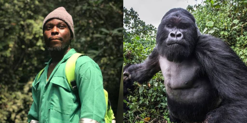 Wildlife Conservator Recounts Chilling Encounter With Aggressive Gorilla