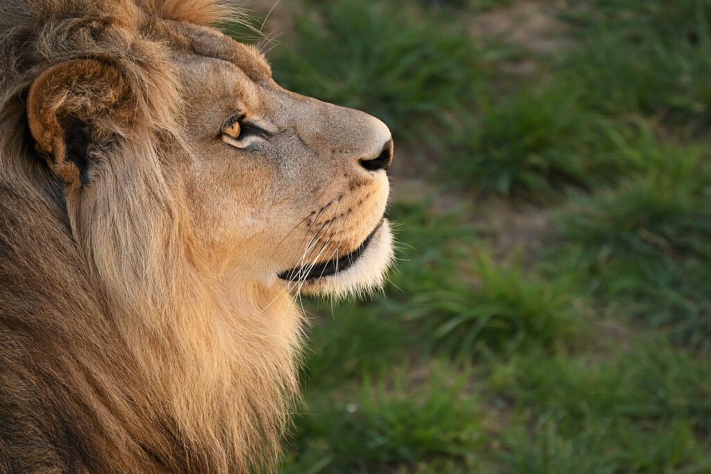 Boy Survives Five Days Among Lions