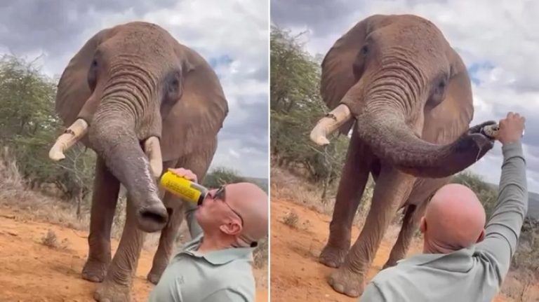 Elephant Named Bupa Given Beer by Tourist