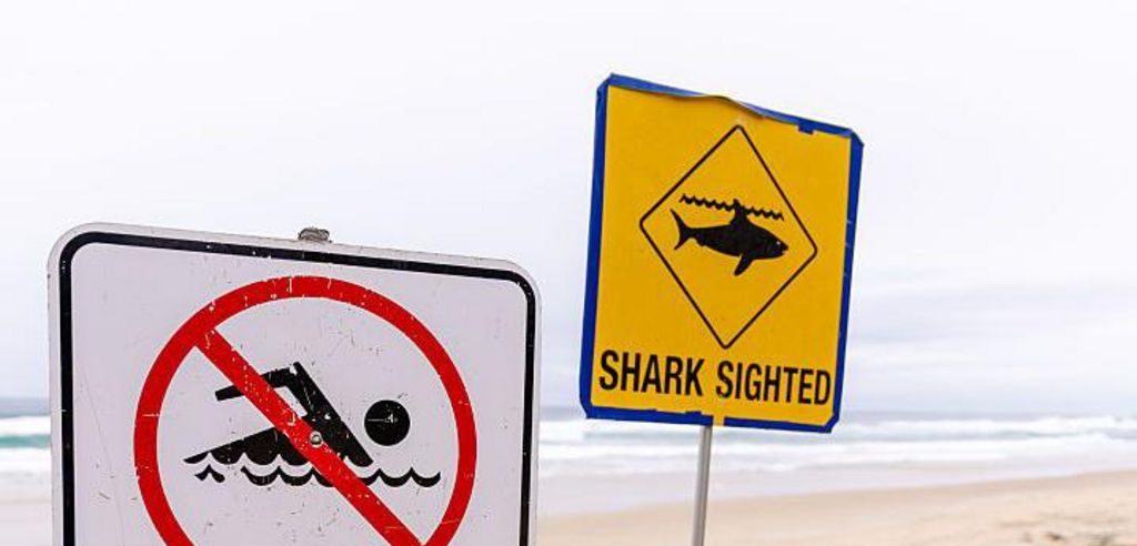 Man Dies in Rare Shark Encounter Off Sydney Coast