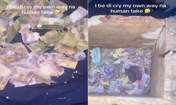Mice Shred Woman’s Life Savings — Susu Box Nightmare Goes Viral