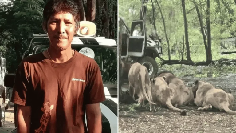 Tourists Watch in Terror as Lions Maul Thai Zookeeper to Death