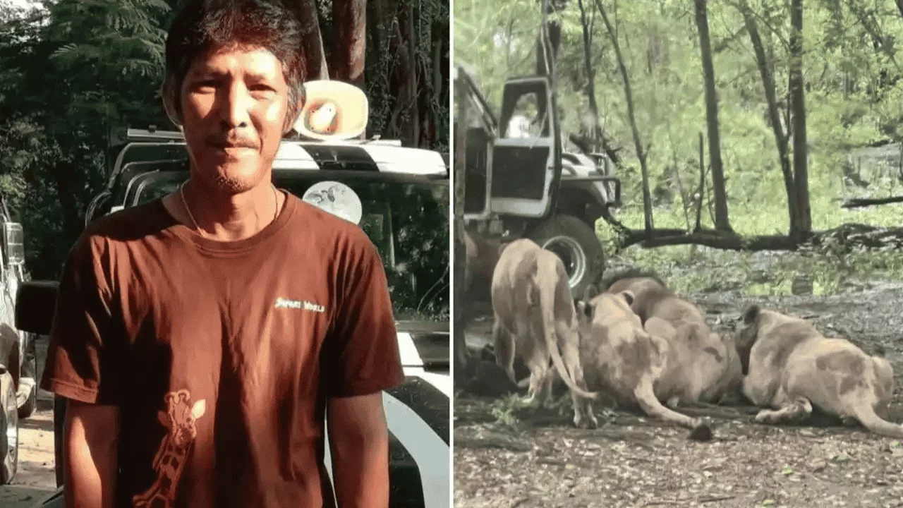 Tourists Watch in Terror as Lions Maul Thai Zookeeper to Death