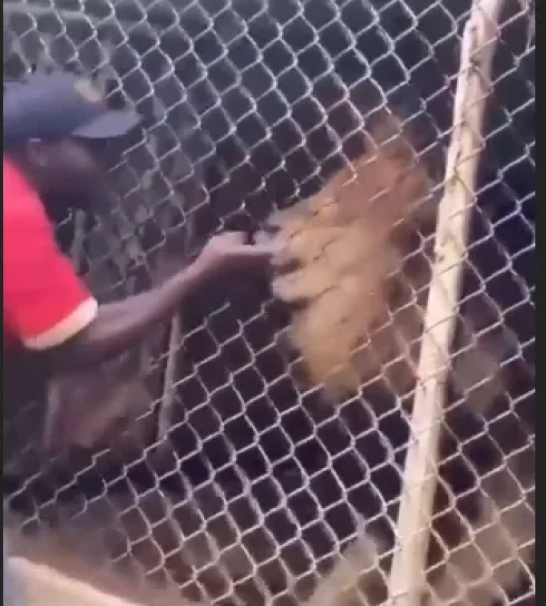 Man Loses Fingers After Foolishly Teasing Lion at Zoo