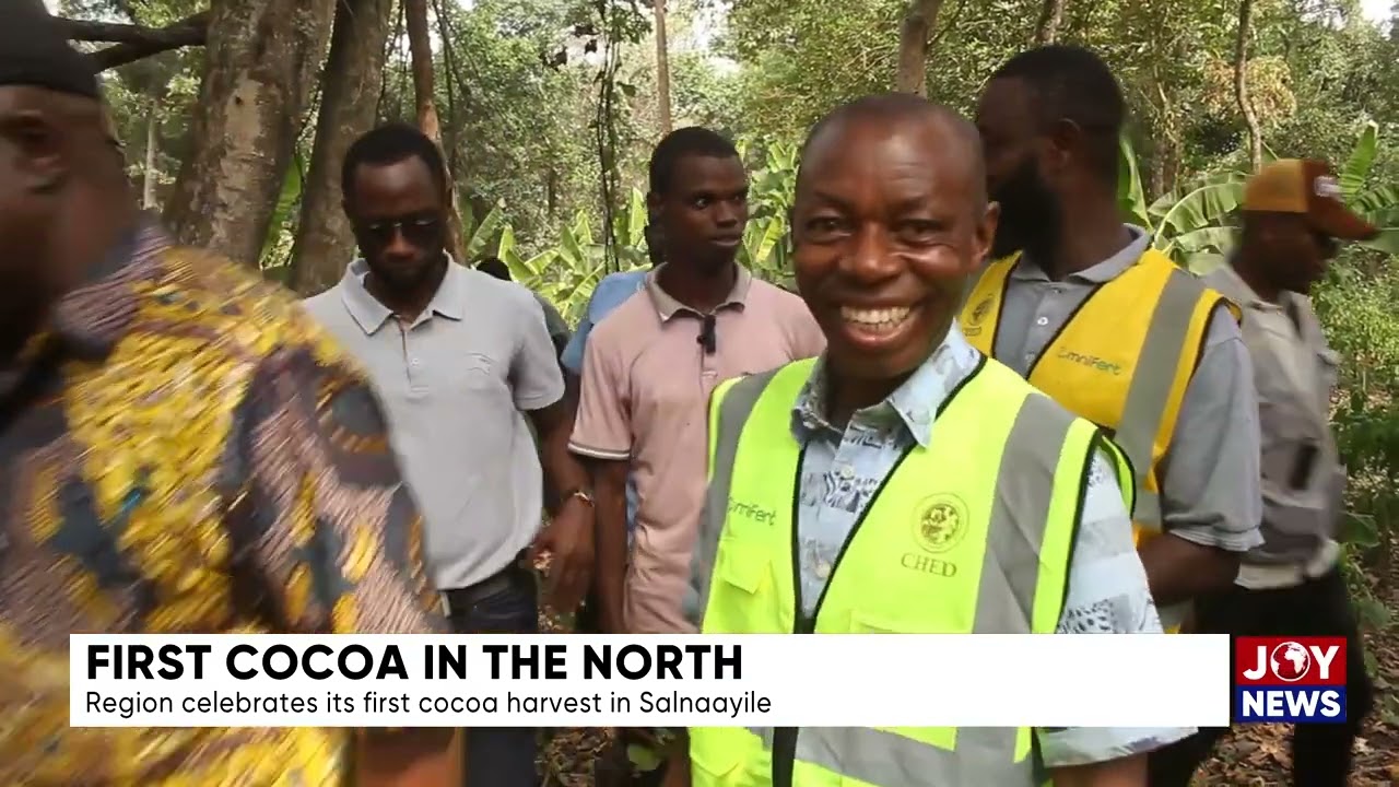 (Video) Northern Region Celebrates Its First Cocoa Harvest