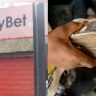 Student Cries Out After Losing School Fees on '10 Sure Odds'
