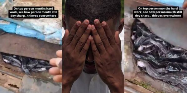 Fish Farmer Exposes Customer Who Allegedly Stole Catfish and Hid Them in Car Boot