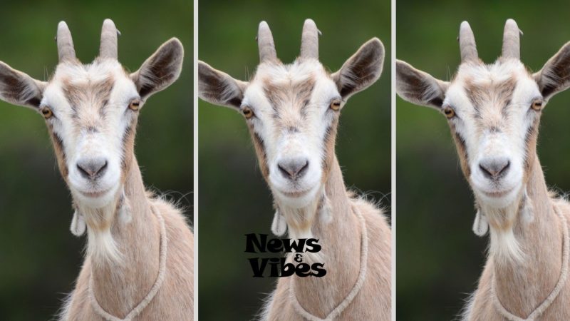 JHS Student Jailed for Stealing Goat to Fund Education