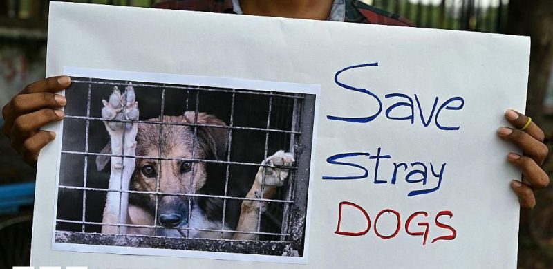 India’s Supreme Court Reverses Stray Dog Shelter Order After Public Outcry