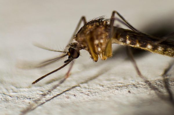 Why Ghanaian Parents Believe Every Sickness Is Malaria