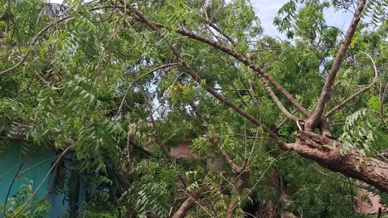 Collapses on Pregnant Woman, Child, and One Other