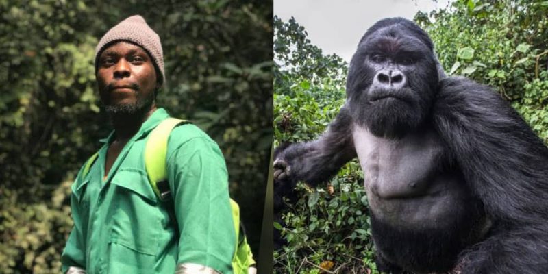 Wildlife Conservator Recounts Chilling Encounter With Aggressive Gorilla