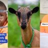 Teen Loses Voice, Starts Making Goat and Chicken Sounds After Stealing Livestock