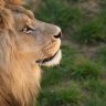 Boy Survives Five Days Among Lions