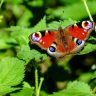 Teen Dies After Injecting Dead Butterfly Mixture in Suspected Social Media Stunt