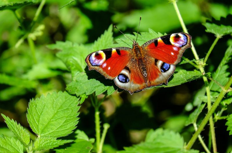 Teen Dies After Injecting Dead Butterfly Mixture in Suspected Social Media Stunt